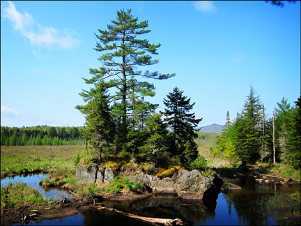 Adirondack Wetlands:  Heron Marsh from the last overlook on the Barnum Brook Trail at the Paul Smiths VIC